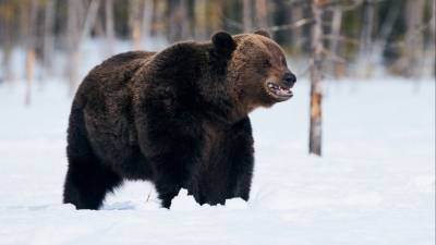 Видео: медведь устроил гонки за лыжником на трассе в горах Румынии