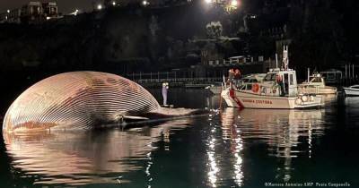 В Италии обнаружили тушу крупнейшего кита из когда-либо найденных