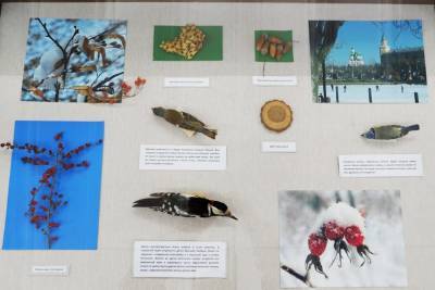 В Астрахани открылась зимняя выставка о птицах Астраханского края