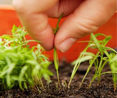 Морковь на рассаду — когда сажать, можно ли выращивать через рассаду