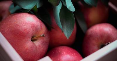В Украине подорожали яблоки: сколько стоит фрукт