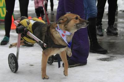Необыкновенная Настя: как двулапая собака выиграла медаль и стала звездой