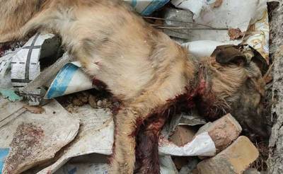 Правоохранительные органы Ферганы не нашли свидетельств зверского убийства собаки. Зоозащитники будут оспаривать их выводы