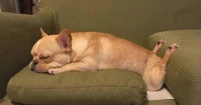 Хвостатый флешмоб: в Сети публикуют фото спящих в смешных позах собак