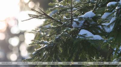 Более 37,5 т новогодних деревьев вывезли из дворов Минска после праздников на переработку