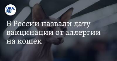 В России назвали дату вакцинации от аллергии на кошек