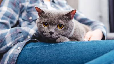 Российские ученые создали вакцину для профилактики аллергии на кошек