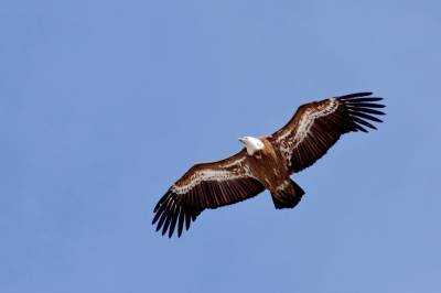 Экспедиции в поисках гнезд хищных птиц организуют в Кабардино-Балкарии