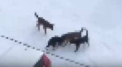 В Башкирии бродячие псы растерзали котёнка прямо у детской площадки