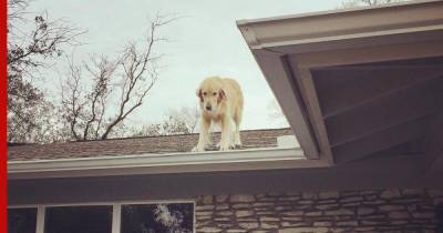 Возомнивший себя пауком пес забрался на крышу дома: видео