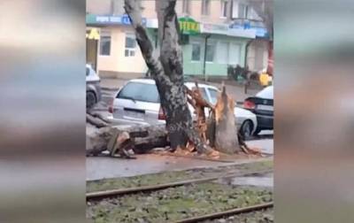 В Одессе ветер вызвал "деревопад"