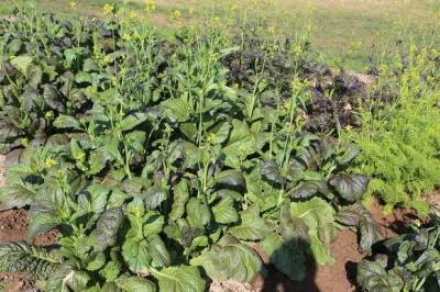 Горчица салатная: посев и уход