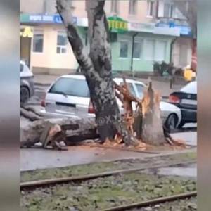 В Одессе сильный ветер массово повалил деревья. Видео