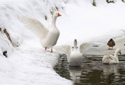 Птички на самовыгуле: на реке Каменке в Петербурге заметили стаю домашних гусей