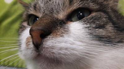 В России готовят к выпуску вакцину для профилактики аллергии на кошек