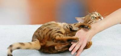 В России до конца года создадут первую в мире вакцину от аллергии на кошек