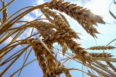 Экспортные цены на пшеницу РФ снизились на прошлой неделе после резкого взлета