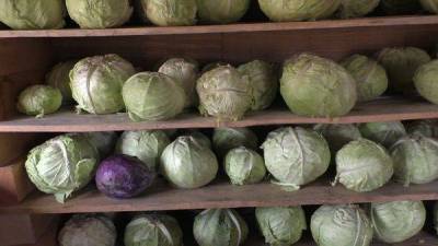 Лучшие сорта белокочанной капусты для хранения: топ-15 самых лежких