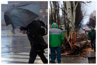 Непогода натворила бед в Одессе, повалены деревья и парализовано движение транспорта: кадры ЧП