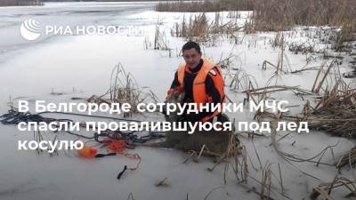 В Белгороде сотрудники МЧС спасли провалившуюся под лед косулю