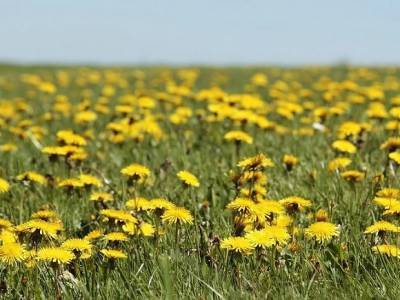 В России требуют запретить выкос и сеять траву