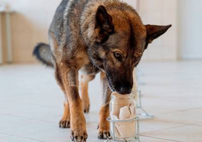 В Чехии собак научили определять COVID-19 по запаху: видео