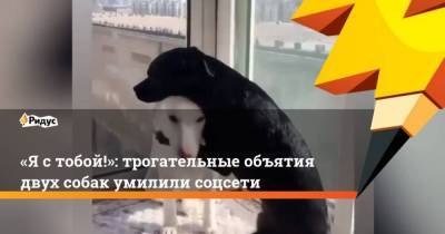 Ястобой!: трогательные объятия двух собак умилили соцсети