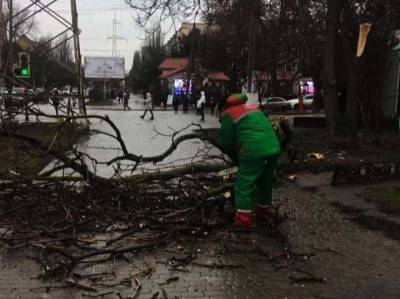 В Одессе непогода: падают деревья и не ходит «камышовый трамвай»
