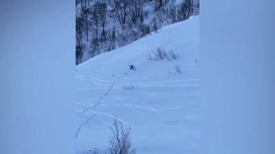 В Сочи медведь вышел к лыжным трассам на Красной поляне