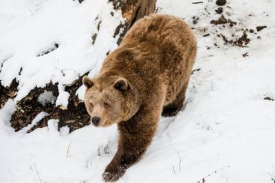 На курорте в Румынии медведь гнался по склону за спускающимся лыжником: видео