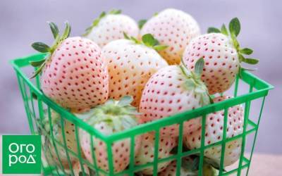 Лучшие сорта белой земляники – порадуйте детей необычными ягодами