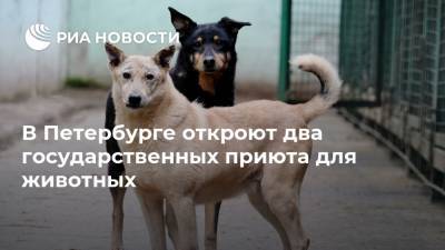 В Петербурге откроют два государственных приюта для животных