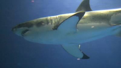 Акула покусала 73-летнего туриста на Гавайях