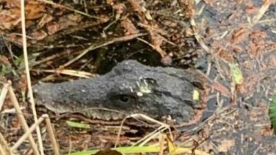 Рейнланд-Пфальц: женщина пережила настоящее потрясение, увидев в озере крокодилью голову