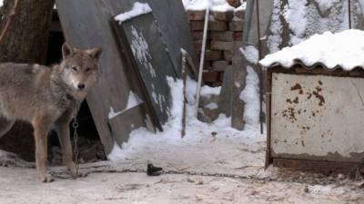 Жительница Чернигова приютила бездомного щенка, который оказался волком (ВИДЕО)