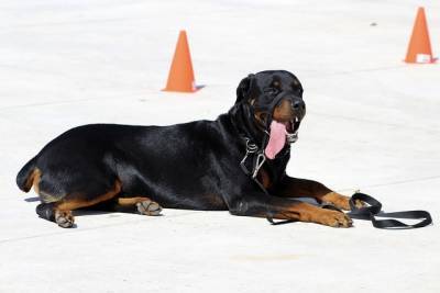 Искусственный интеллект научили дрессировать собак без участия человека - ecosever.ru - шт. Колорадо