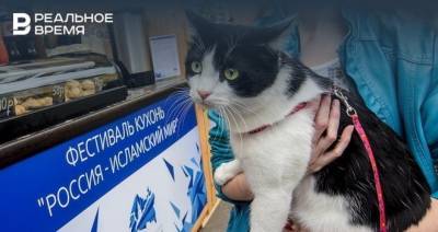 В России может появиться вакцина для профилактики аллергии на кошек