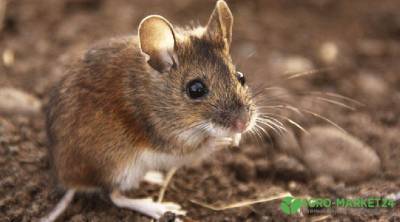 В компосте завелись мыши: что делать