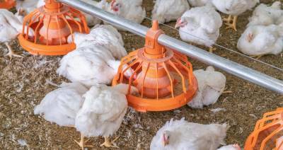 Беларусь ограничивает ввоз птицы из регионов Швеции и Венгрии из-за птичьего гриппа
