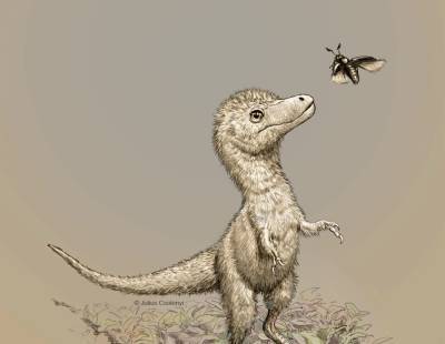 Ученые выяснили, как восьмитонный тираннозавр выглядел в детстве