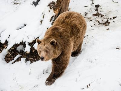 На горнолыжном курорте в Румынии медведь попытался догнать спускающегося лыжника (ВИДЕО)