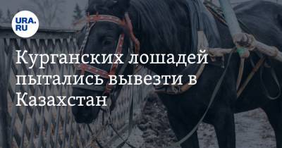 Курганских лошадей пытались вывезти в Казахстан