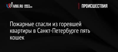 Пожарные спасли из горевшей квартиры в Санкт-Петербурге пять кошек