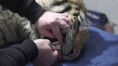В Приморье на волю выпустили амурскую тигрицу