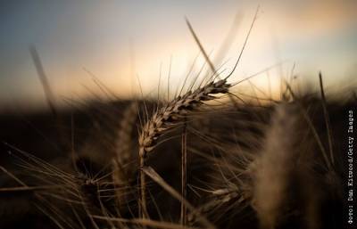Мишустин повысил экспортные пошлины на пшеницу, кукурузу и ячмень