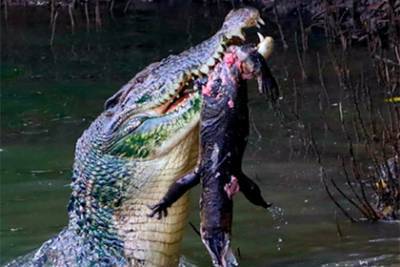 Крокодил разорвал варана на глазах у мужчины