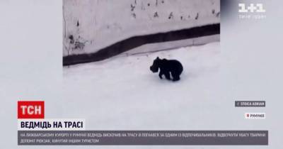 Незваный гость на курорте в Румынии: лыжной трассой разгуливал медведь