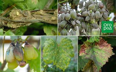 Топ-5 самых опасных болезней винограда