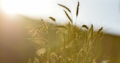С 1 марта пошлины на экспорт пшеницы в России вырастут вдвое
