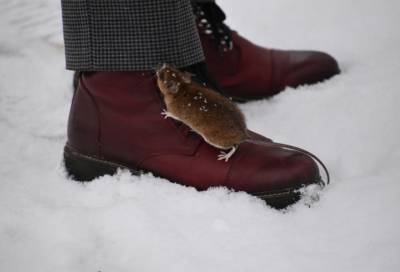 В Петербурге смелый мышонок потребовал еды после фотосессии